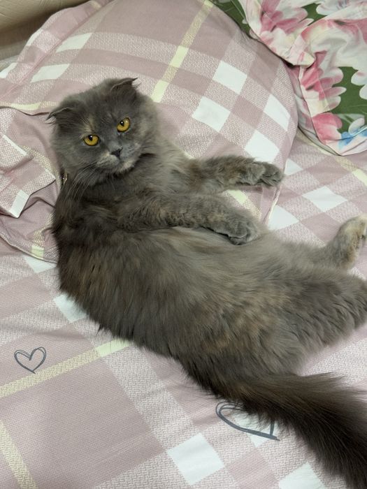 Потерялась кошка, яшнабадский район, вознаграждение за помощь