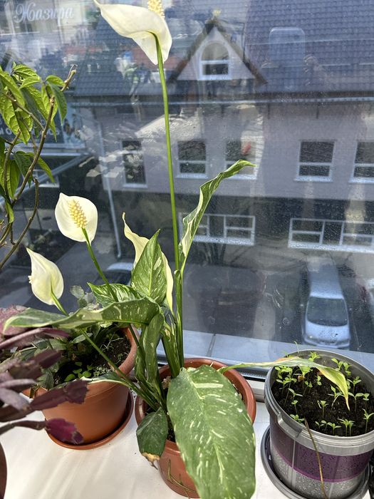 Продам комнатные цветы