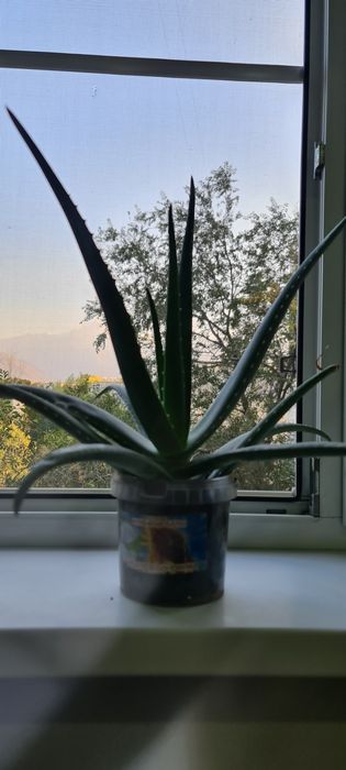 Алое Вера Барбаденсис многолетние