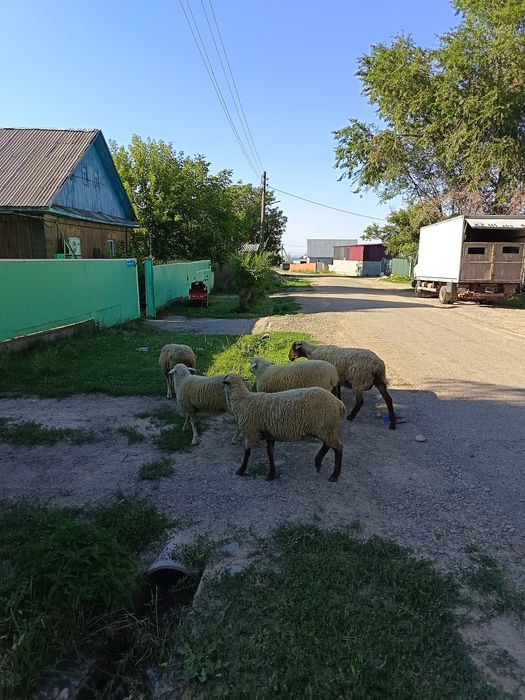 Продам баран. Звоните