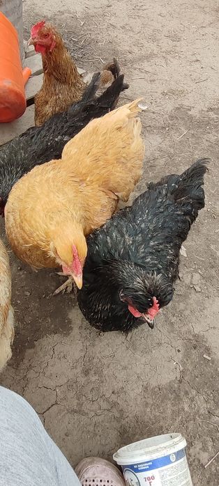 Инкубационные яйца