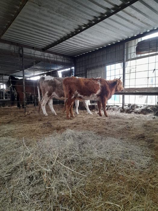 Мал ірі Сиыр кашар