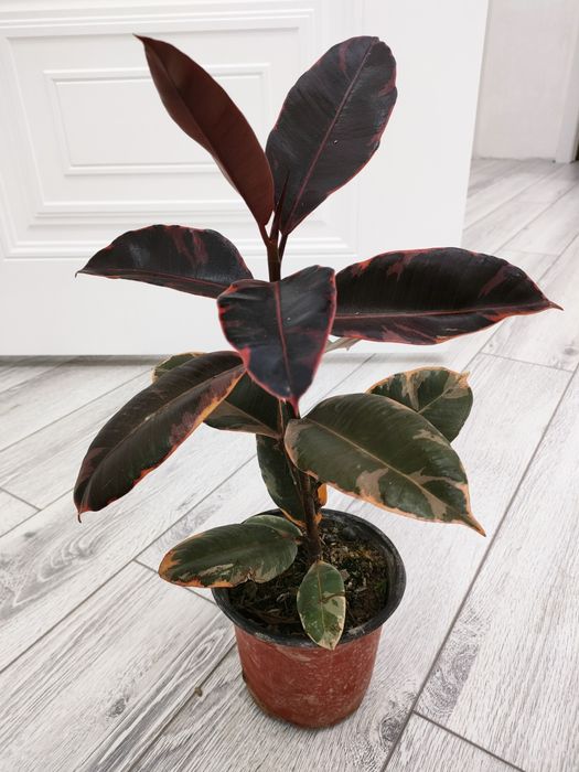 Шикарные растения. Доставка