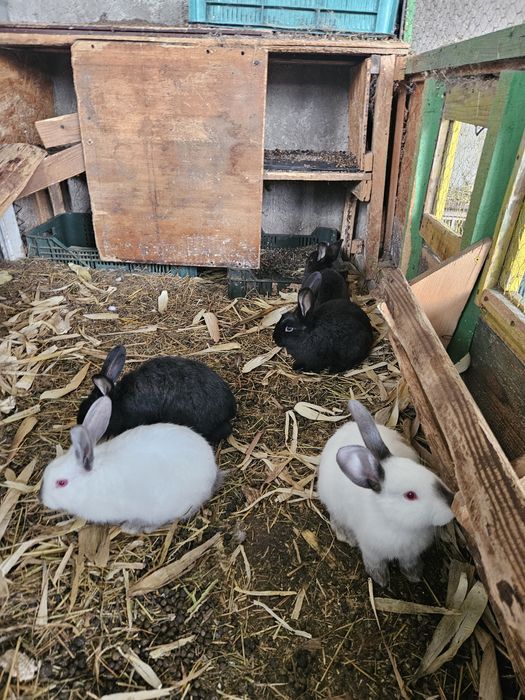 Iepurași de vanzare