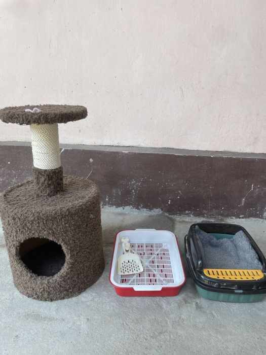 Mushuk ini pachti ishlatilmagan