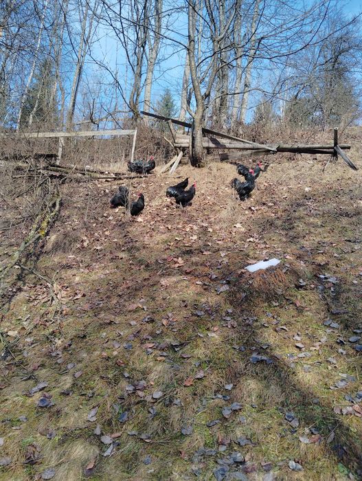 Cocoși australiorp pe negru