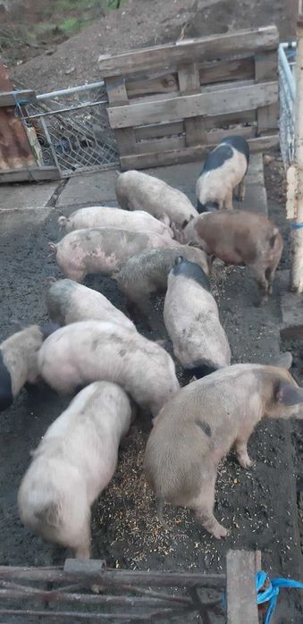 Продавам бели прасенца