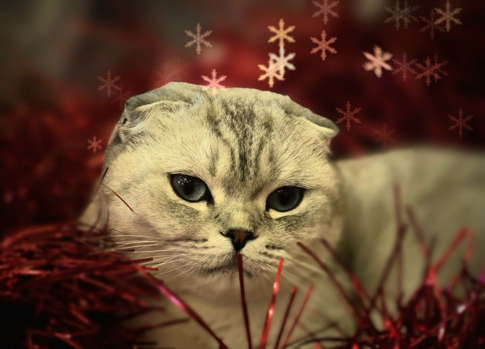 Кошка Шотландская Вислоухая