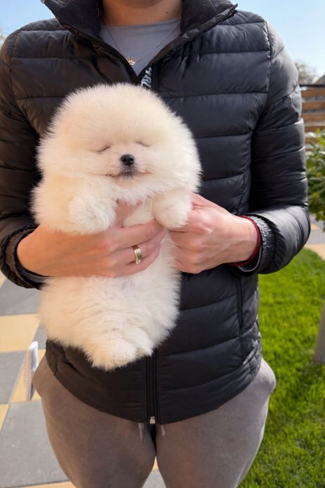 Pomeranian femela - pedigree tip A - parinti campioni