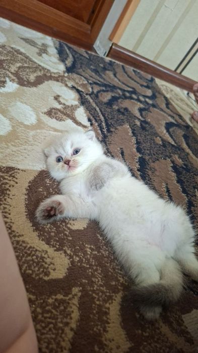 Шиншилла поин девочка