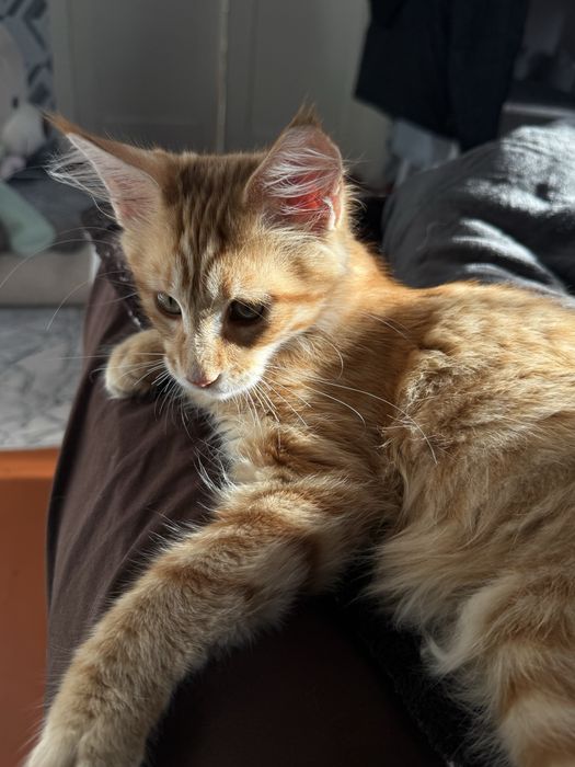 Продам кота Мейн Кун