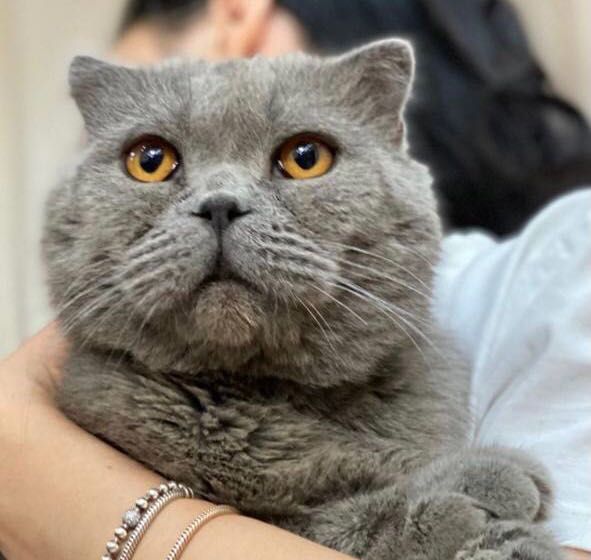 Британский скоттиш фолд