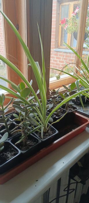 Продаю денежное дерево, хлорофитум, Город