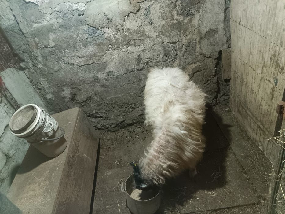Козел 3года рабочий