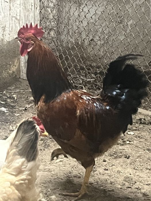 Продается домашний петух