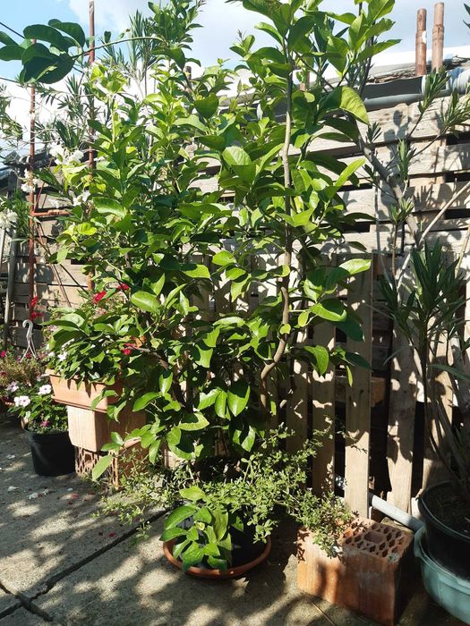 Pomi de vânzare (plus plante purificatoare de aer)