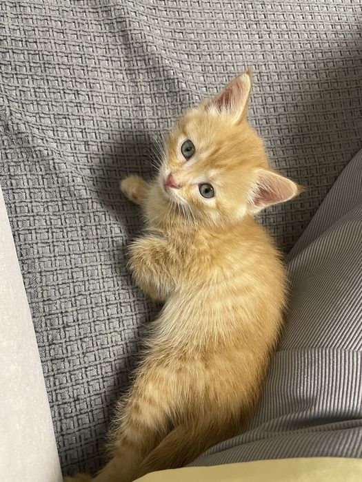 Срочно отдам котенка девочка 2 мес