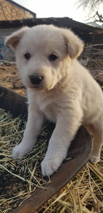 Отдам щенков бесплатно