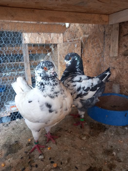 Porumbei kingi linia noua