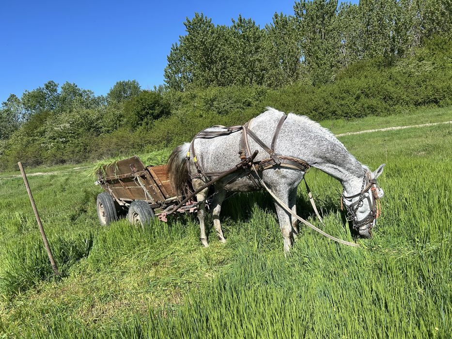Vand urgent cal castrat