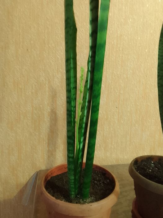 Продам Сансевиерию