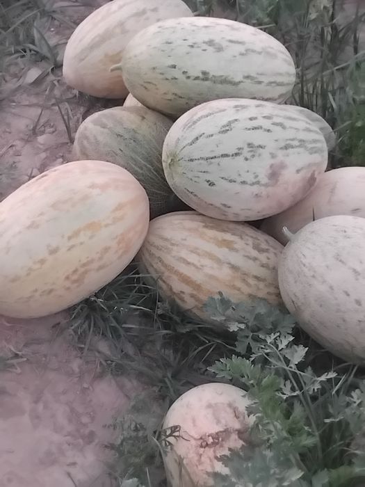 Qavin ayriford Qashqadaryo viloyati kosan tumani dastafka bo r