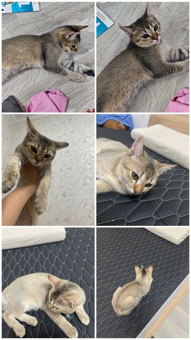 Кошка британская