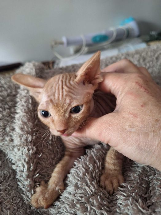 Донского Сфинкса котята продам