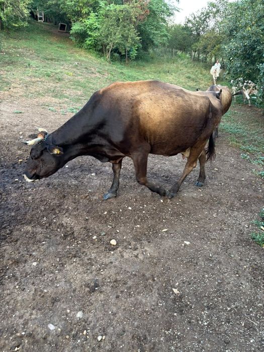 Vaci de vanzare!