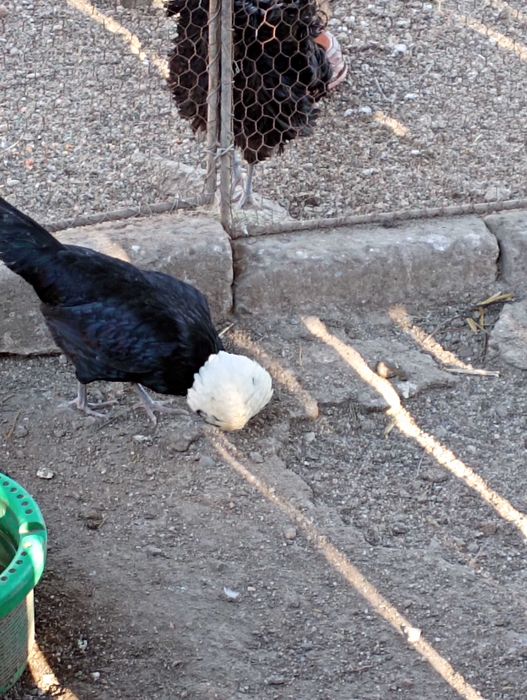 Vând găini Moțate olandeze