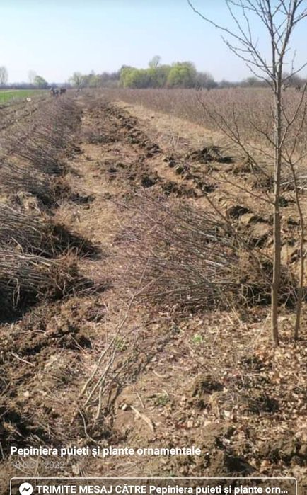 Puieți salcâm paltin plop tei pin preț negociabil