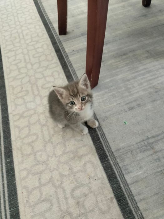 отдаем котенка бесплатно в добрые руки
