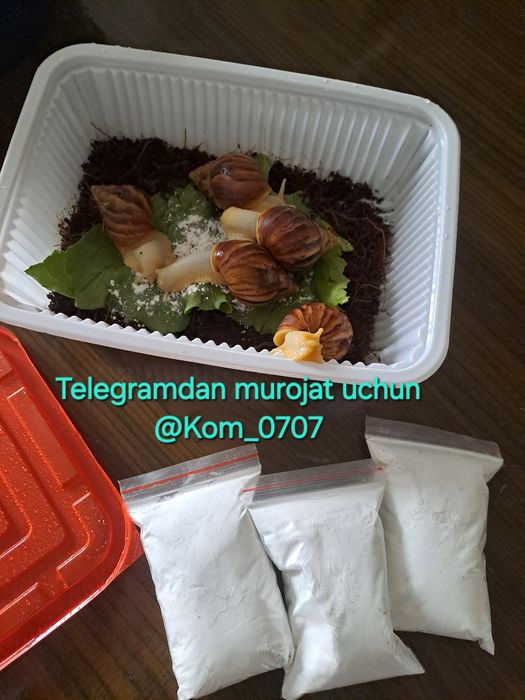 Улитка ахатин косметологический