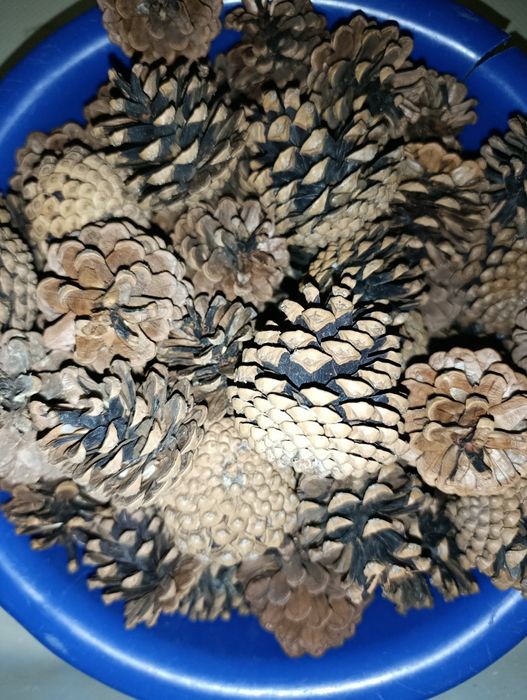 Сосновые шишки  большие