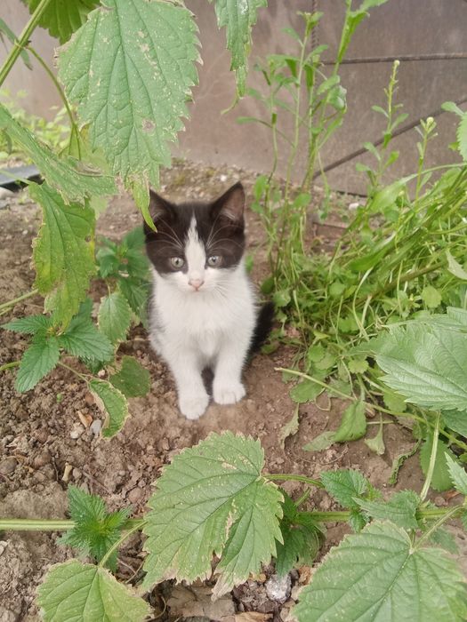 Отдам в хорошие руки котят