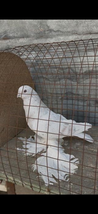 Голуби на гребле