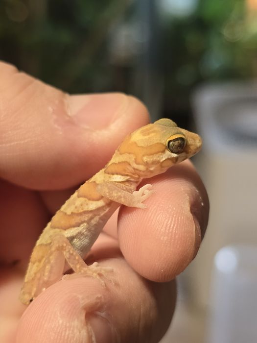 Pareodura picta / madagascar ground gecko