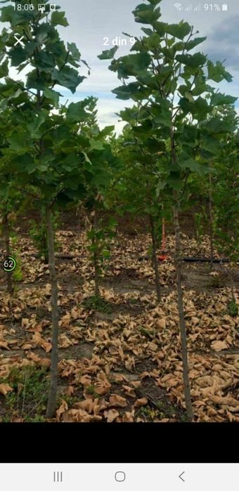 vând plante ornametale