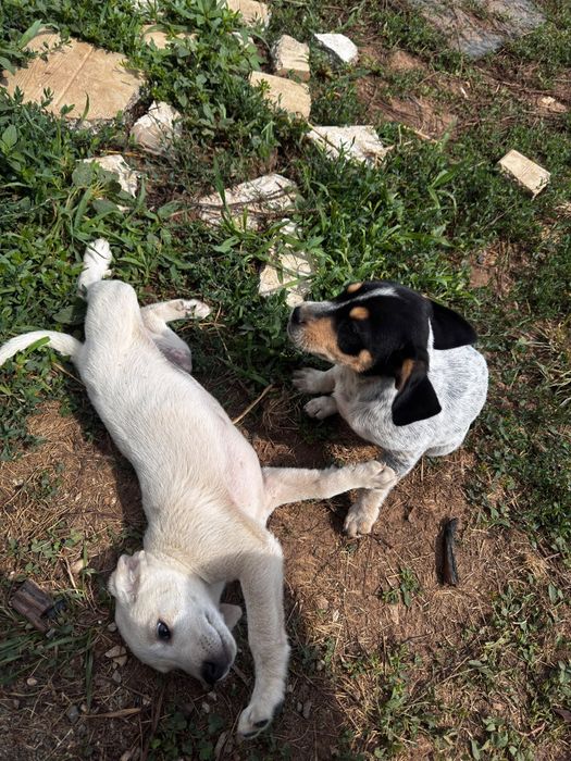Donez catei metis vizsla maghiara
