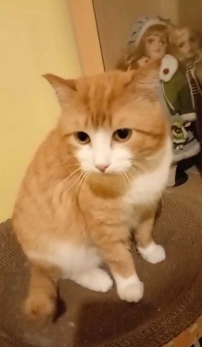 Добродушный котик ищет дом