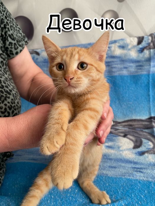 Отдам в добрые руки