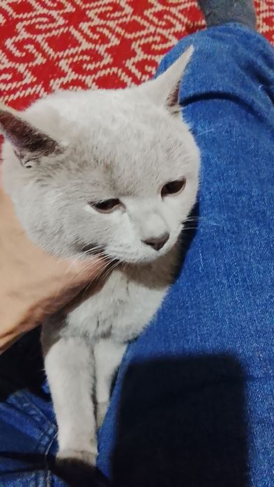 Mushuk sotiladi Skotish stryad qiz bola