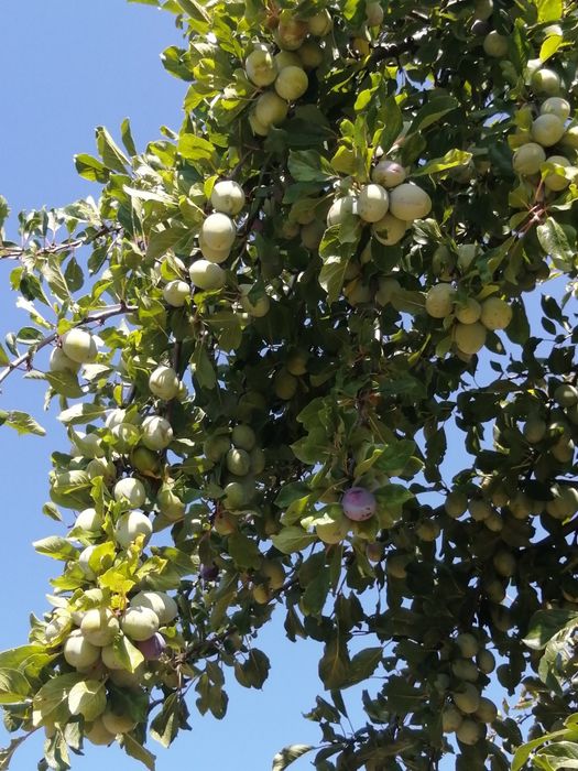 Prune d agen darjen  pentru țuică