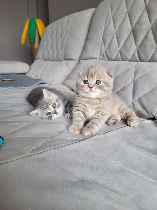 Котятки скоттиш фолд