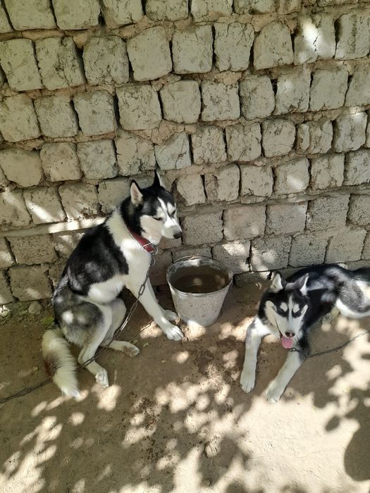 Продаётся хаски.