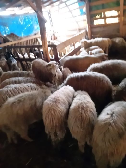 De vânzare oi Arad