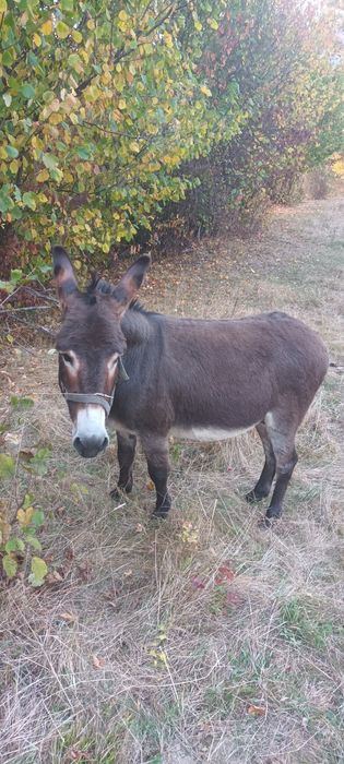 De vânzare 2 măgărite gedtante 1 măgar si o mânză din primavară