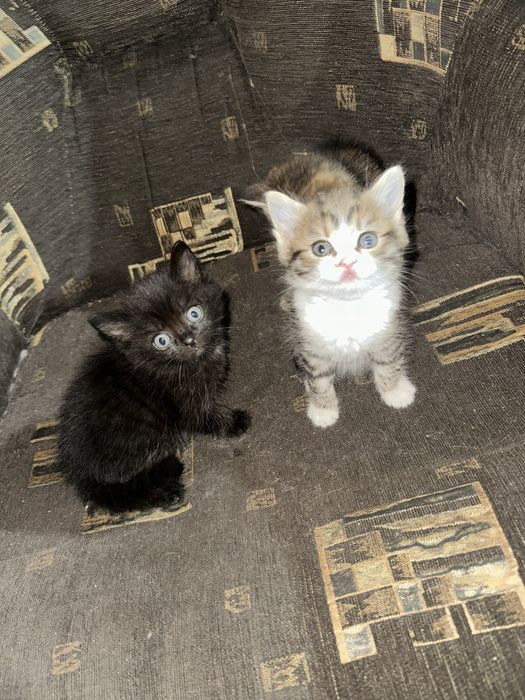 Отдам котят в добрые руки.