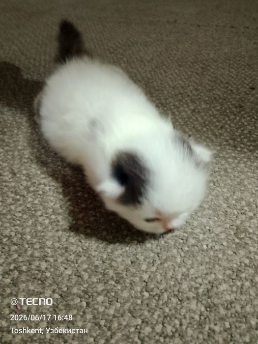 Вислоухие котята