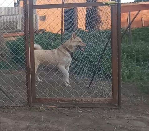 ЗСЛ ұрғашы сатылады